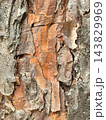 Detailed close-up of textured tree bark revealing shades of orange and gray 143829969