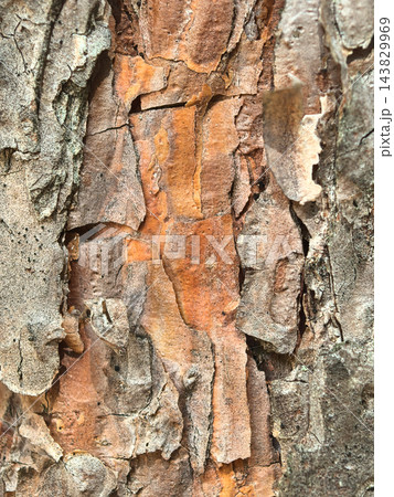 Detailed close-up of textured tree bark revealing shades of orange and gray 143829969