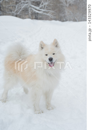 A portrait of a Samoyed dog on a walk in winter. A portrait of a Samoyed dog on a walk in winter. 143829970