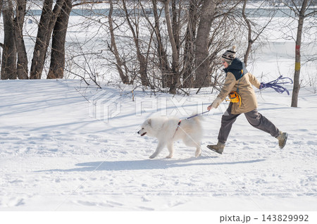 Young woman running with fluffy samoyed dog in snowy winter park. Young woman running with fluffy samoyed dog in snowy winter park. 143829992