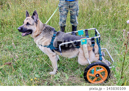 Degenerative myelopathy concept with German shepherd using dog wheelchair to support hind legs while moving forward on front paws. Degenerative myelopathy concept with German shepherd using dog wheelchair to support hind legs while moving forward on front paws. 143830109
