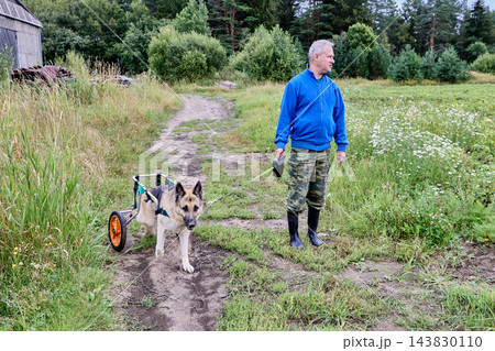 Disabled pets receiving walking support as German shepherd uses rear support cart beside man holding retractable leash during walk. Disabled pets receiving walking support as German shepherd uses rear support cart beside man holding retractable leash during walk. 143830110