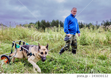 Mobility impairment in German shepherd using wheeled walking aid to support hind legs while standing beside man holding dog leash. Mobility impairment in German shepherd using wheeled walking aid to support hind legs while standing beside man holding dog leash. 143830112