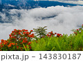 Japanese Azaleas above the Clouds at Yatsugatake Observation Deck, Nagano, Japan Japanese Azaleas above the Clouds at Yatsugatake Observation Deck, Nagano, Japan 143830187