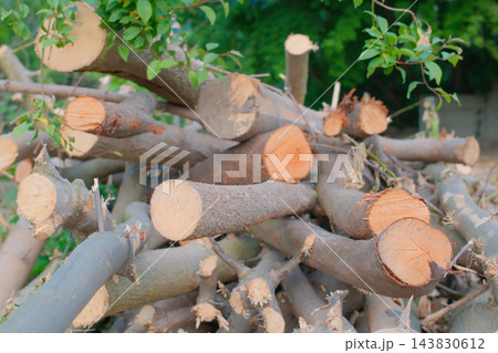 Recently cut wood branches stacked outdoors 143830612