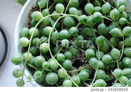 String of pearls succulent plant growing in a round white container 143830629