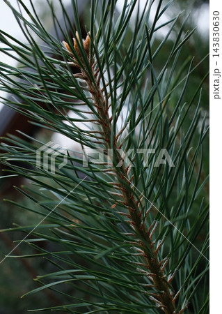 Green pine needles growing on a branch during the spring season 143830630