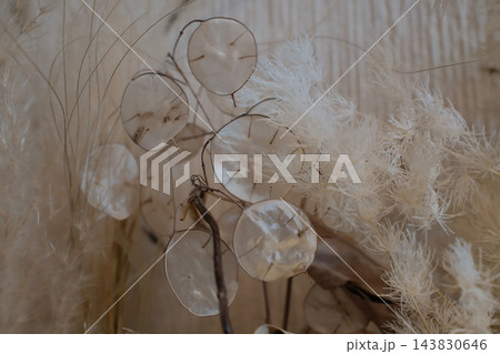 Dried Lunaria flowers and beige pampas grass for home decor Dried Lunaria flowers and beige pampas grass for home decor 143830646