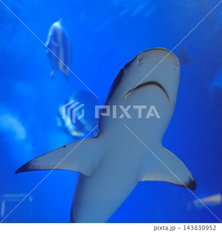 Underside View of Shark Swimming in Deep Blue Water Ocean Aquarium Underside View of Shark Swimming in Deep Blue Water Ocean Aquarium 143830952