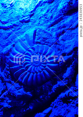 Vertical Ammonite Fossil Stone Relief in Blue Neon Illumination 143830953