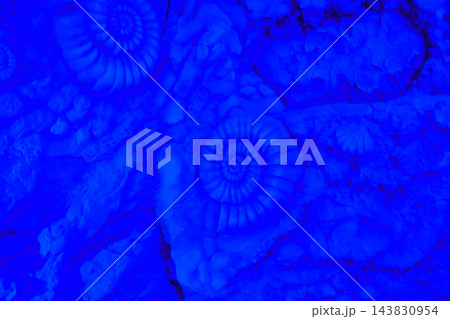 Multiple Ammonite Fossils Stone Texture Background in Blue Light 143830954