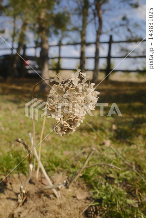 Close up of a dried flower cluster in a sunny, grassy field. Close up of a dried flower cluster in a sunny, grassy field. 143831025