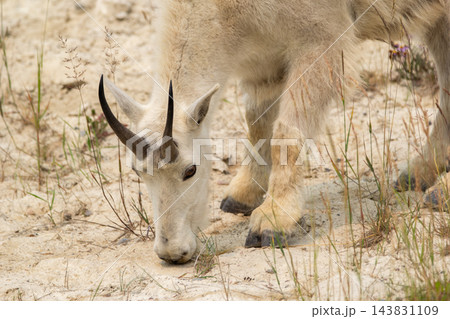 Wild mountain goat is grazing in a clay slope with grass. 143831109