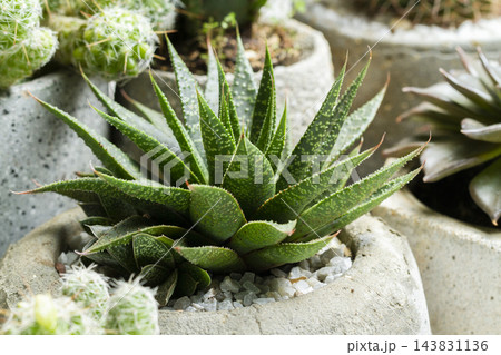 Succulent Plant in Concrete Pots, Space for Text Succulent Plant in Concrete Pots, Space for Text 143831136