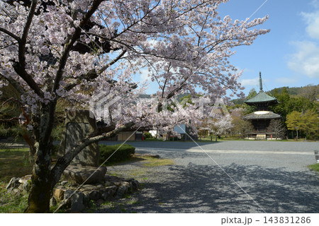 春の清涼寺　境内の桜　京都市右京区嵯峨釈迦堂藤ノ木町 143831286