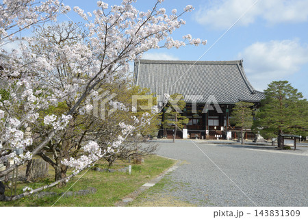 春の清涼寺 釈迦堂 京都市右京区嵯峨釈迦堂藤ノ木町 春の清涼寺 釈迦堂 京都市右京区嵯峨釈迦堂藤ノ木町 143831309