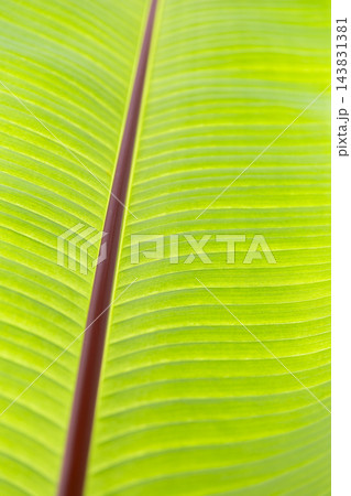 Close Up View of a Banana Leafs Texture 143831381