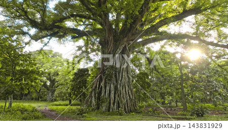 Ancient giant banyan tree with strong aerial roots creating a natural shelter, standing in a lush tropical forest on Tanna Island, Vanuatu, with sunlight breaking through the canopy. Nature landscape Ancient giant banyan tree with strong aerial roots creating a natural shelter, standing in a lush tropical forest on Tanna Island, Vanuatu, with sunlight breaking through the canopy. Nature landscape 143831929