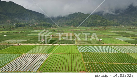 Sembalun Valley agricultural fields displaying vibrant green crops and plastic mulching patterns. Framed by cloud covered mountains in Lombok Indonesia. Aerial view drone flight over farming landscape Sembalun Valley agricultural fields displaying vibrant green crops and plastic mulching patterns. Framed by cloud covered mountains in Lombok Indonesia. Aerial view drone flight over farming landscape 143832028