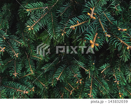 Dark spruce branches - moody christmas tree texture background Dark spruce branches - moody christmas tree texture background 143832039