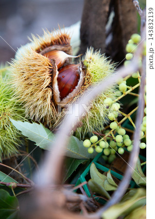 Ripe chestnuts inside spiky husks among green leaves and forest branches, captured in close natural detail with soft background and autumn harvest texture and color contrast for botanical use and food Ripe chestnuts inside spiky husks among green leaves and forest branches, captured in close natural detail with soft background and autumn harvest texture and color contrast for botanical use and food 143832139