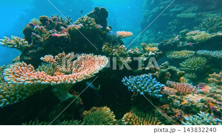 Diverse coral reef formations. Including various species of acropora and madreporaria thriving on a tropical underwater reef. Creating a rich habitat for ocean life and showcasing marine biodiversity 143832240