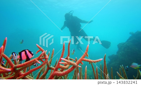Scuba diver swimming over vibrant red coral branches and colorful tropical fish, discovering the rich marine life of the clear blue Pacific Ocean near Fiji islands. People explore underwater world Scuba diver swimming over vibrant red coral branches and colorful tropical fish, discovering the rich marine life of the clear blue Pacific Ocean near Fiji islands. People explore underwater world 143832241