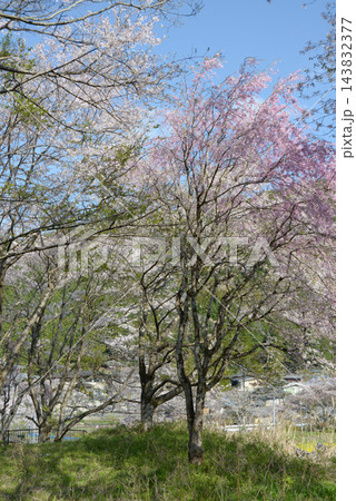 春の大原 京都市左京区 春の大原 京都市左京区 143832377