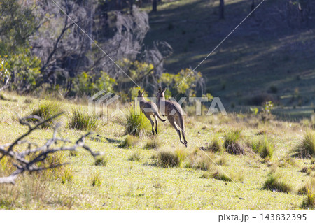 Two Australian Kangaroos hopping through a grassy field on a sunny day Two Australian Kangaroos hopping through a grassy field on a sunny day 143832395
