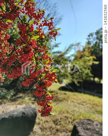 右上にコピースペースのある縦位置の赤い実と自然背景素材 右上にコピースペースのある縦位置の赤い実と自然背景素材 143832560