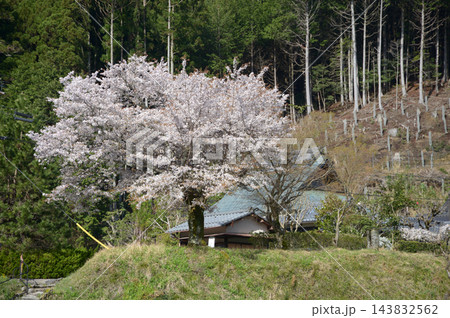 春の大原 里山の桜 京都市左京区大原 春の大原 里山の桜 京都市左京区大原 143832562