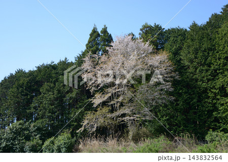 春の大原 里山の桜 京都市左京区大原 春の大原 里山の桜 京都市左京区大原 143832564