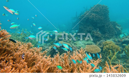 Vibrant coral reef flourishing with a school of blue green chromis and diverse marine life, creating a lively ecosystem in the clear tropical ocean waters of Fiji 143832609
