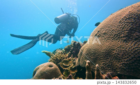 Scuba diver swimming past a massive brain coral and other marine life on a healthy tropical coral reef, exploring the colorful underwater ecosystem and enjoying an adventure in the clear blue ocean 143832650