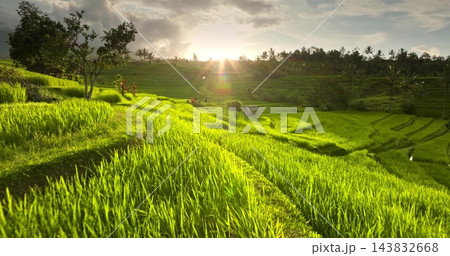 Green rice paddy in agricultural terraces against a cloudy sky in bright sunset warm light, showing traditional rural countryside farming, tropical landscape in Bali, Indonesia. Low angle drone flight Green rice paddy in agricultural terraces against a cloudy sky in bright sunset warm light, showing traditional rural countryside farming, tropical landscape in Bali, Indonesia. Low angle drone flight 143832668
