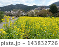 春の大原　菜の花畑　京都市左京区 143832726