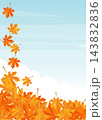autumn maple leaves falling against a light blue sky with white clouds 143832836