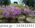 ミツバツツジ 143832931