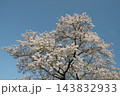 満開の桜 143832933