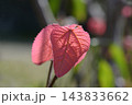 オオバベニガシワ 143833662