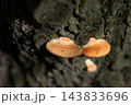 きのこ 143833696