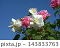 スイフヨウ 143833763