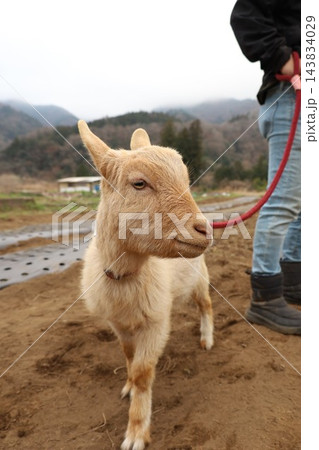 飼育されたヤギと畑 143834029