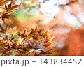 紅葉したモミジ 143834452