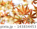 紅葉したモミジ 143834453