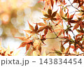 紅葉したモミジ 143834454