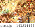紅葉したモミジ 143834455