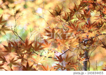 紅葉したモミジ 紅葉したモミジ 143834455