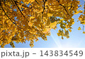 紅葉したイチョウ 143834549