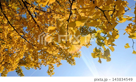 紅葉したイチョウ 143834549